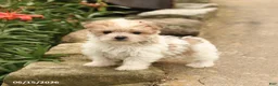Morkie dogs for sale: Fudge - Ad 2