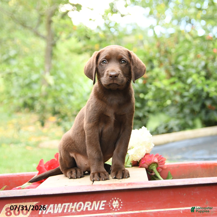 Labrador Retriever dogs Buttercup - Ad 2