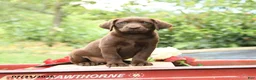 Labrador Retriever dogs for sale: Buttercup - Ad 2