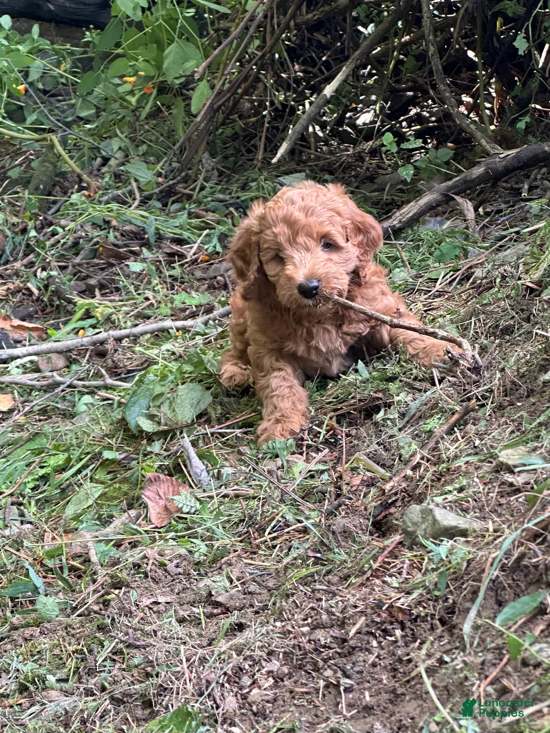 Irish Doodle dogs for sale: Rusty  - Ad 2