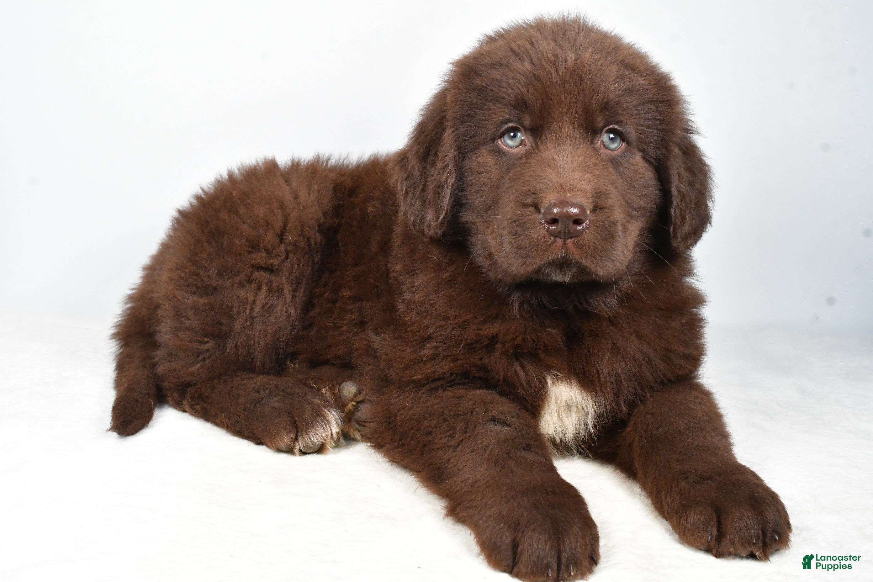 Newfoundland dogs Patrick - Ad 34