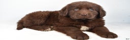 Newfoundland dogs for sale: Patrick - Ad 1