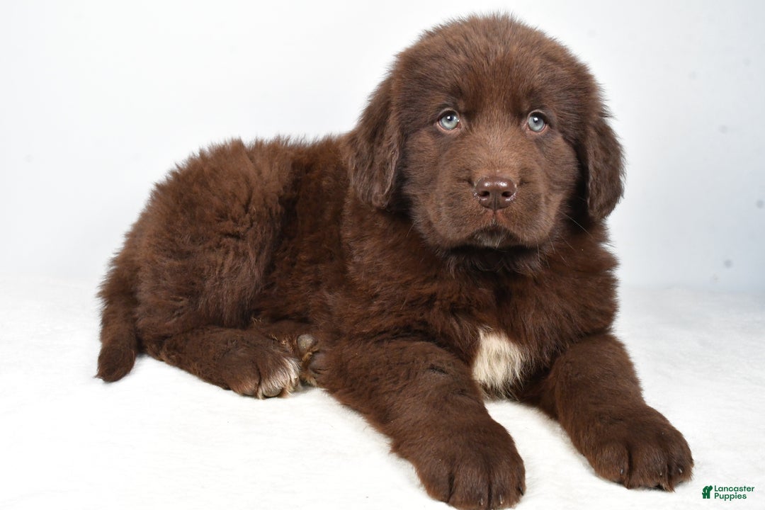 Newfoundland dogs for sale: Patrick - Ad 1