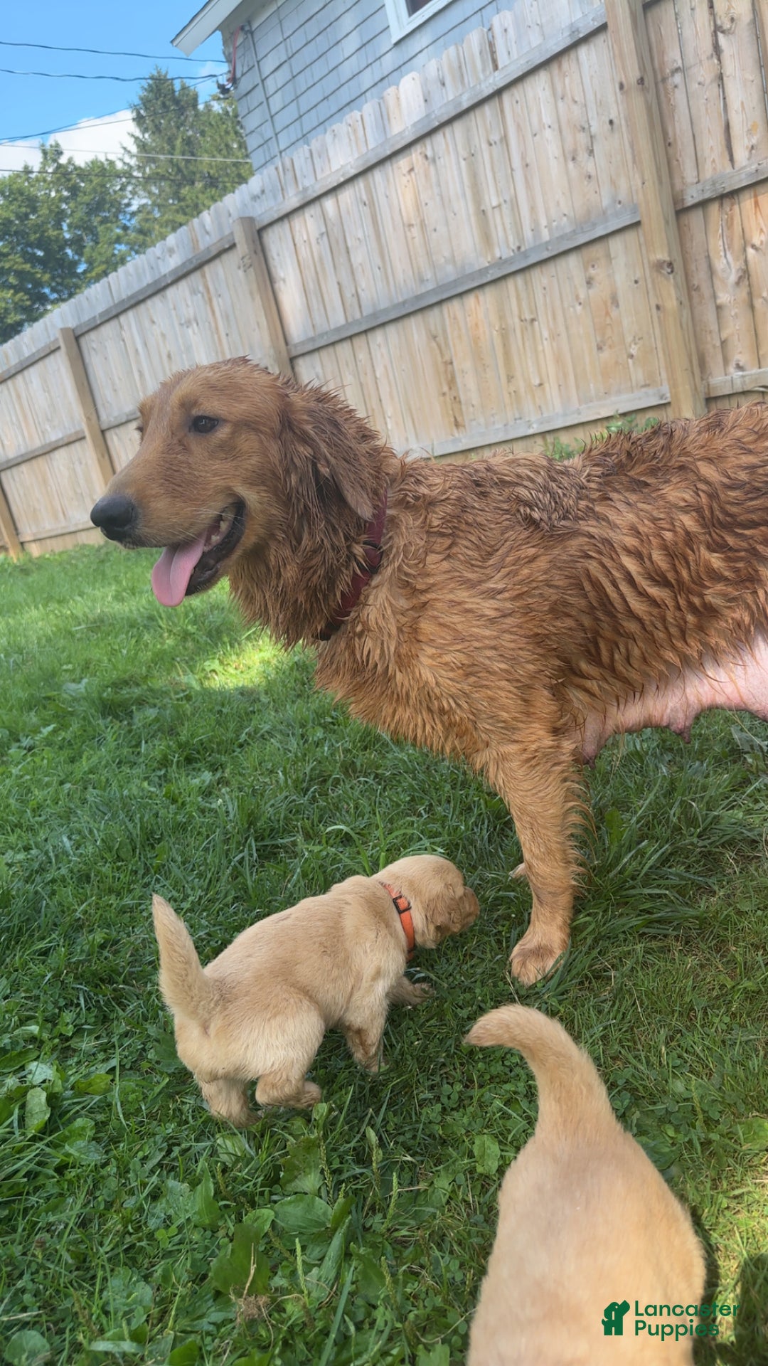 Golden Retriever dogs for sale: Red - Ad 2