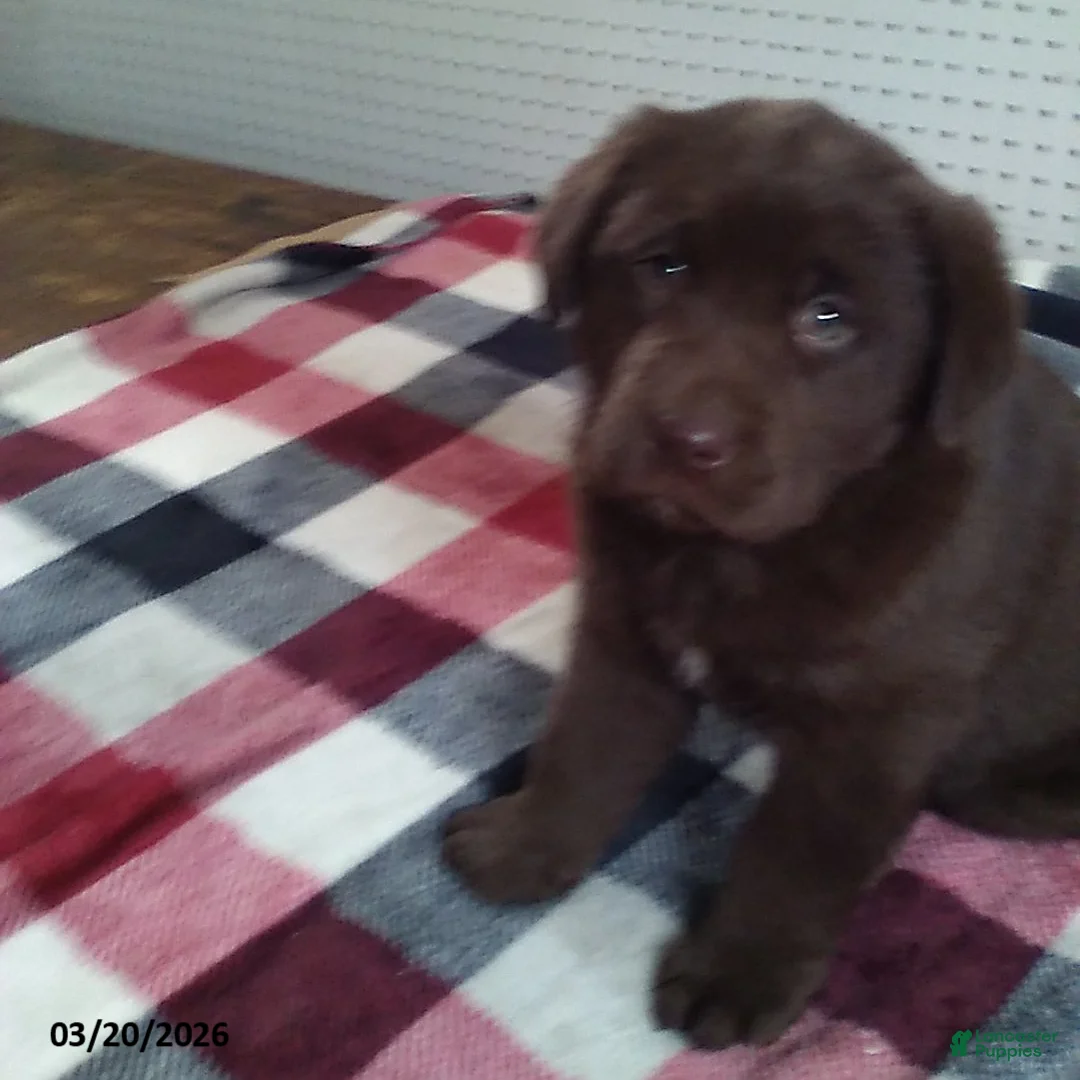 Labrador Retriever dogs for sale: Rocky - Ad 5