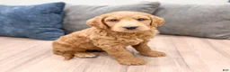 Mini Goldendoodle dogs for sale: Ace - Ad 2