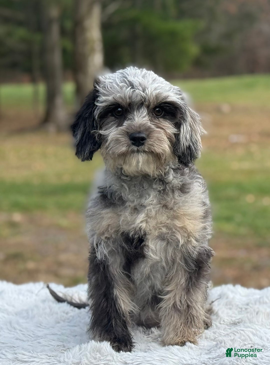 Cavapoo dogs for sale: Sasha - Ad 5