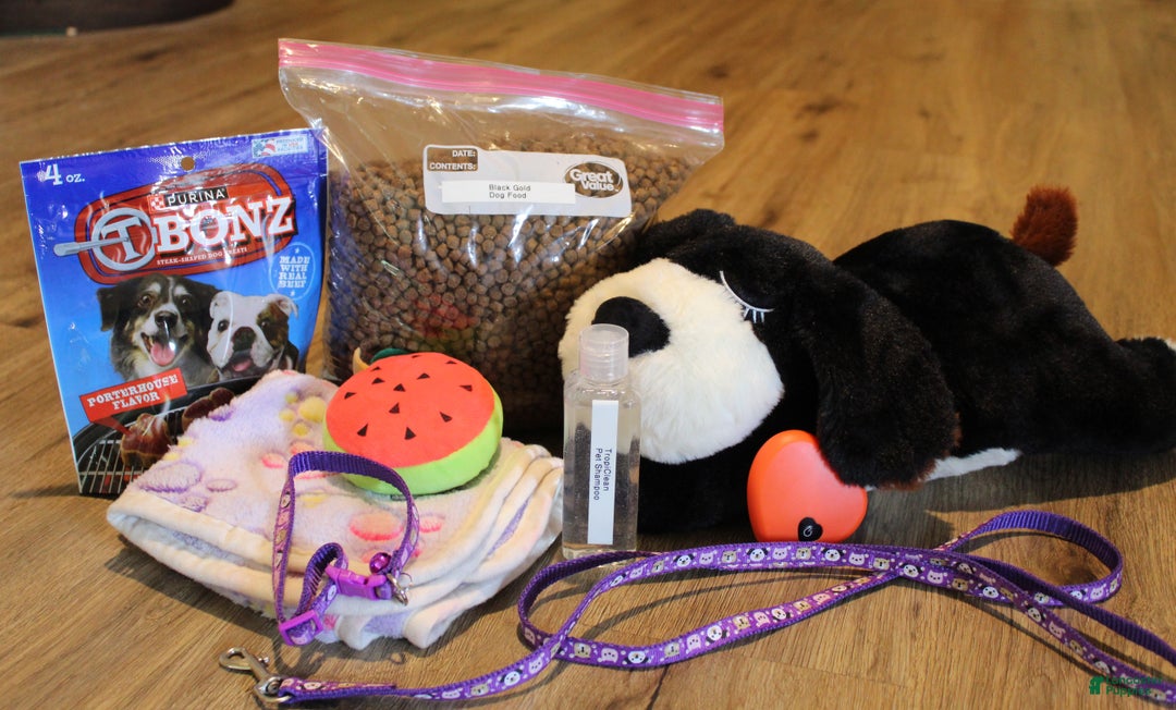 Basset Hound dogs for sale: Chloe - Ad 5