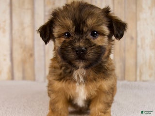 Shorkie dogs - Ad 14