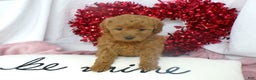 Goldendoodle dogs for sale: Brinn - Ad 1