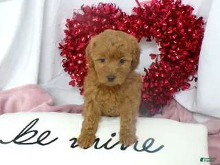 Goldendoodle dogs Brinn - Ad 11