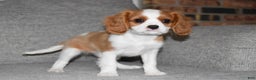 Cavalier King Charles Spaniel dogs for sale: Myles - Ad 8