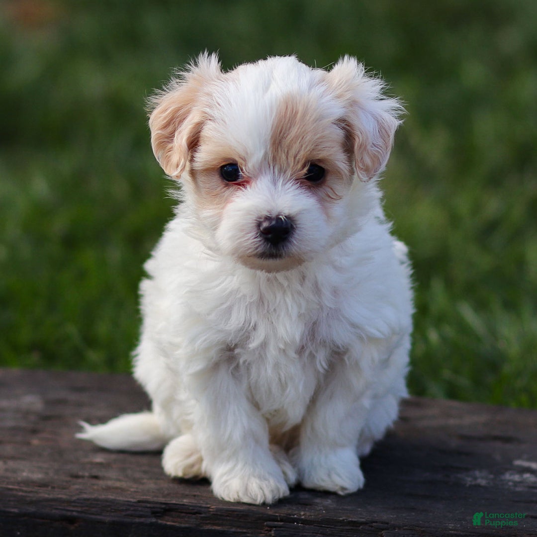 Maltipoo dogs for sale: Sabrina - Ad 6