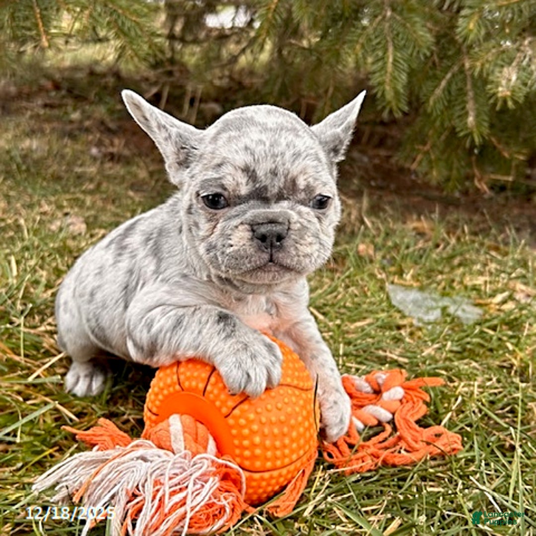 French Bulldog dogs for sale: Fern - Ad 3