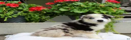 Mixed Breed dogs for sale: Leonard  - Ad 7