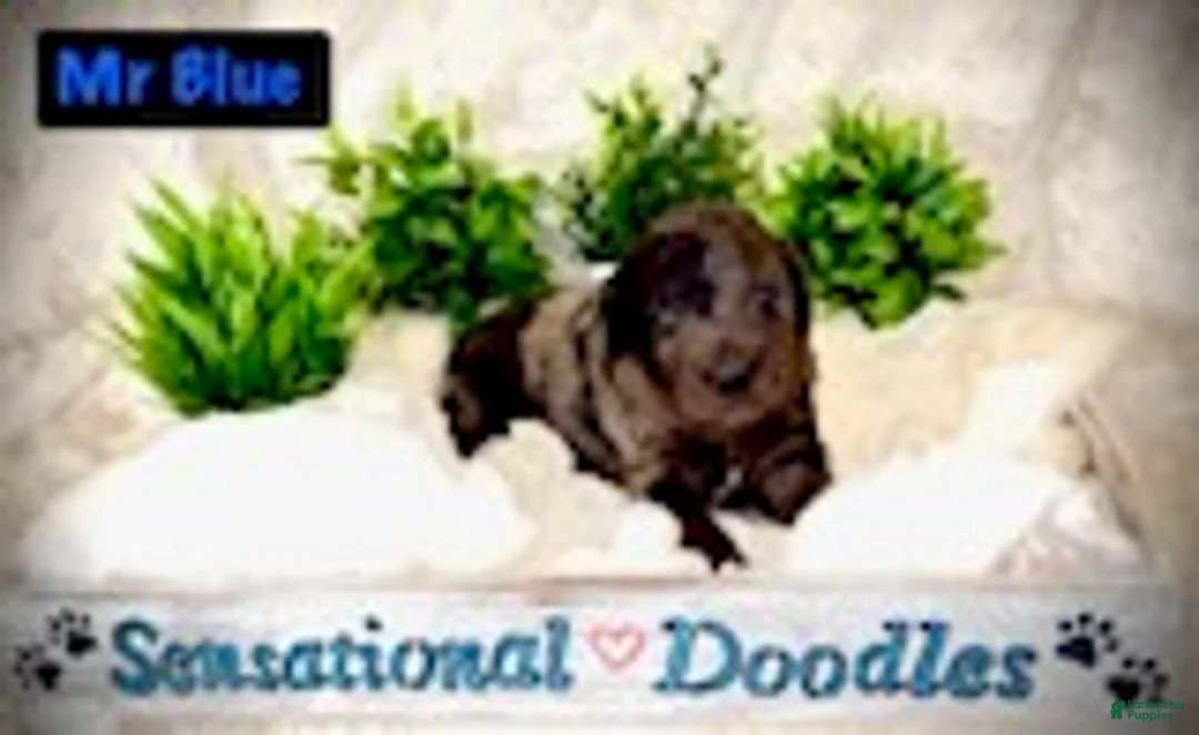 Goldendoodle dogs for sale: Mr. Blue - Ad 3