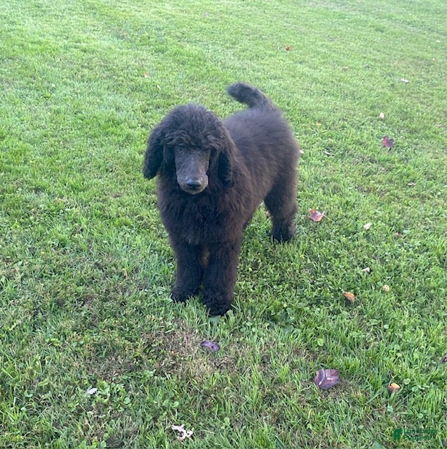 Standard Poodle dogs for sale: Teddy- genetic clear - Ad 1