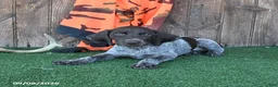 German Shorthaired Pointer dogs for sale: Ricky   - Ad 3