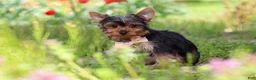 Yorkshire Terrier dogs for sale: Connor - Ad 6