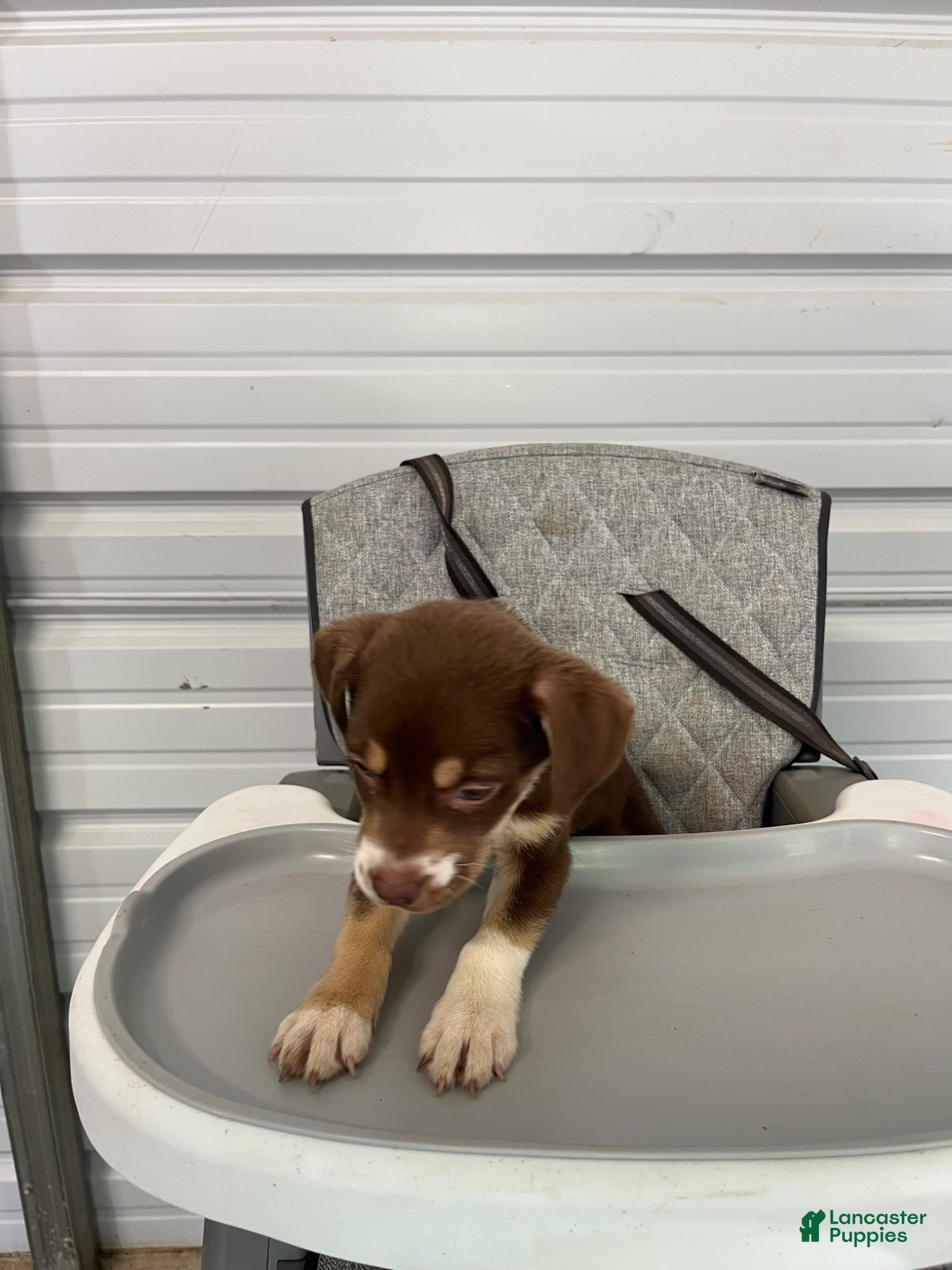 Golden Shepherd dogs Sheba - Ad 1