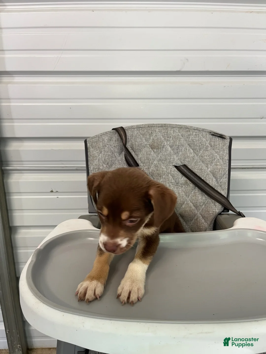 Golden Shepherd dogs for sale: Sheba - Ad 1