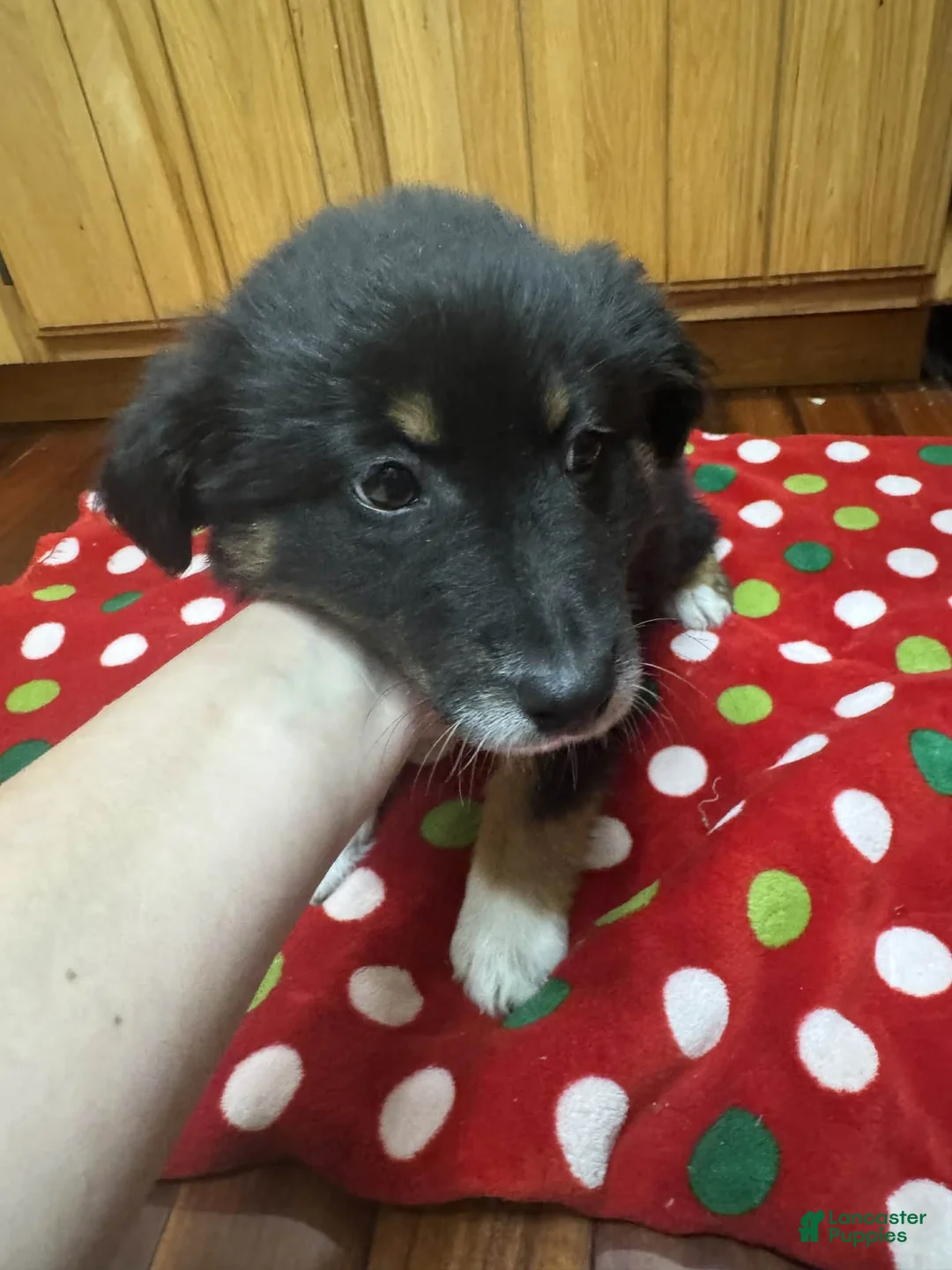 Australian Shepherd dogs for sale: Solstice - Ad 7