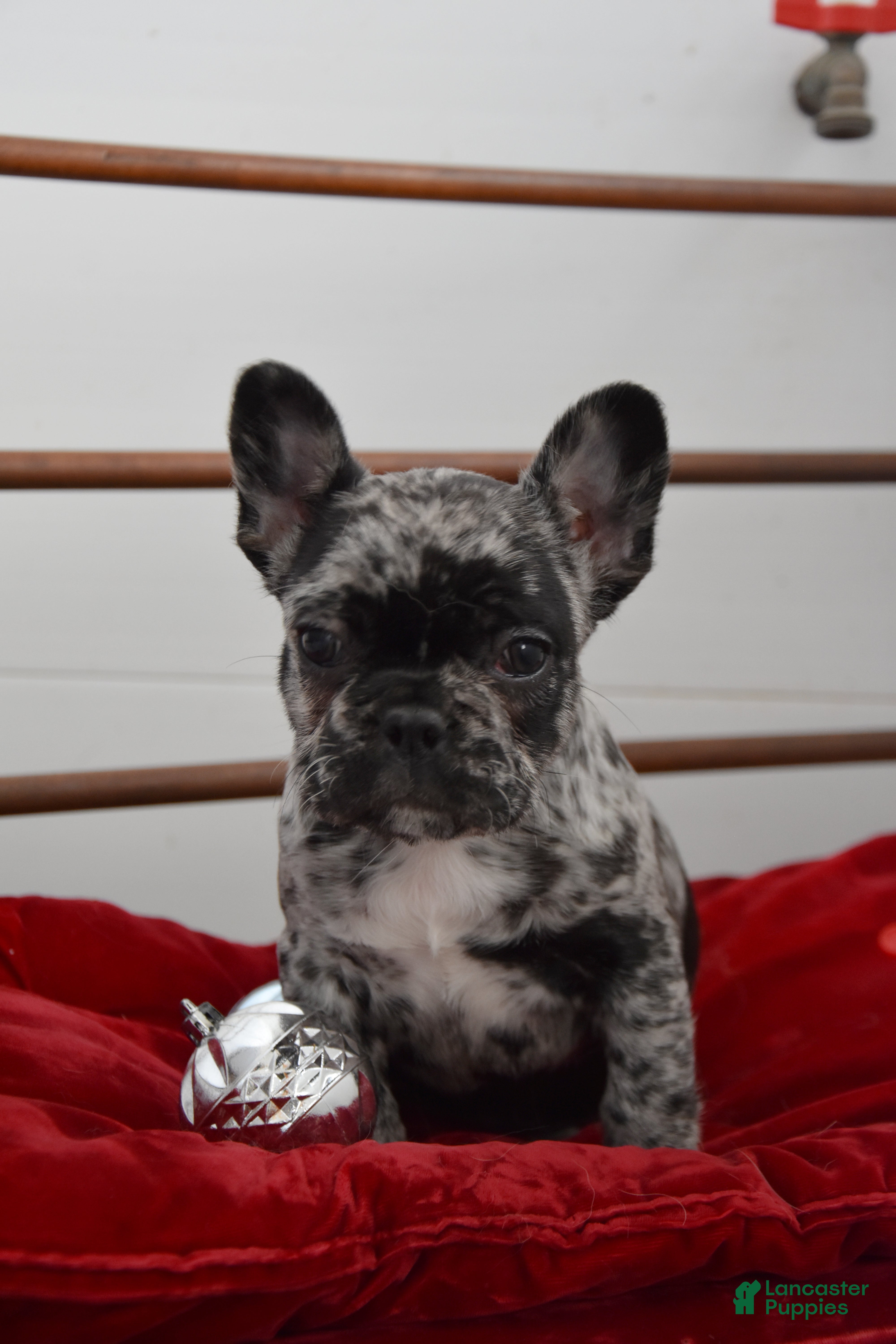 French Bulldog dogs Jewel - Ad 2