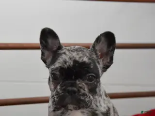 French Bulldog dogs Jewel - Ad 35