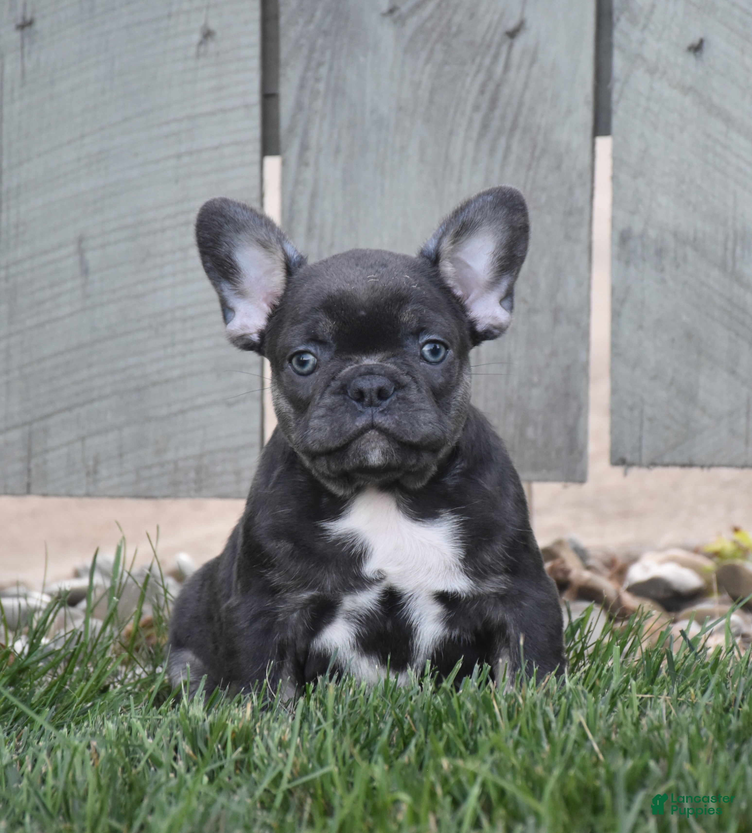 French Bulldog dogs Ford - Ad 1