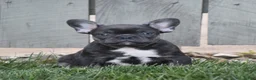 French Bulldog dogs for sale: Ford - Ad 1