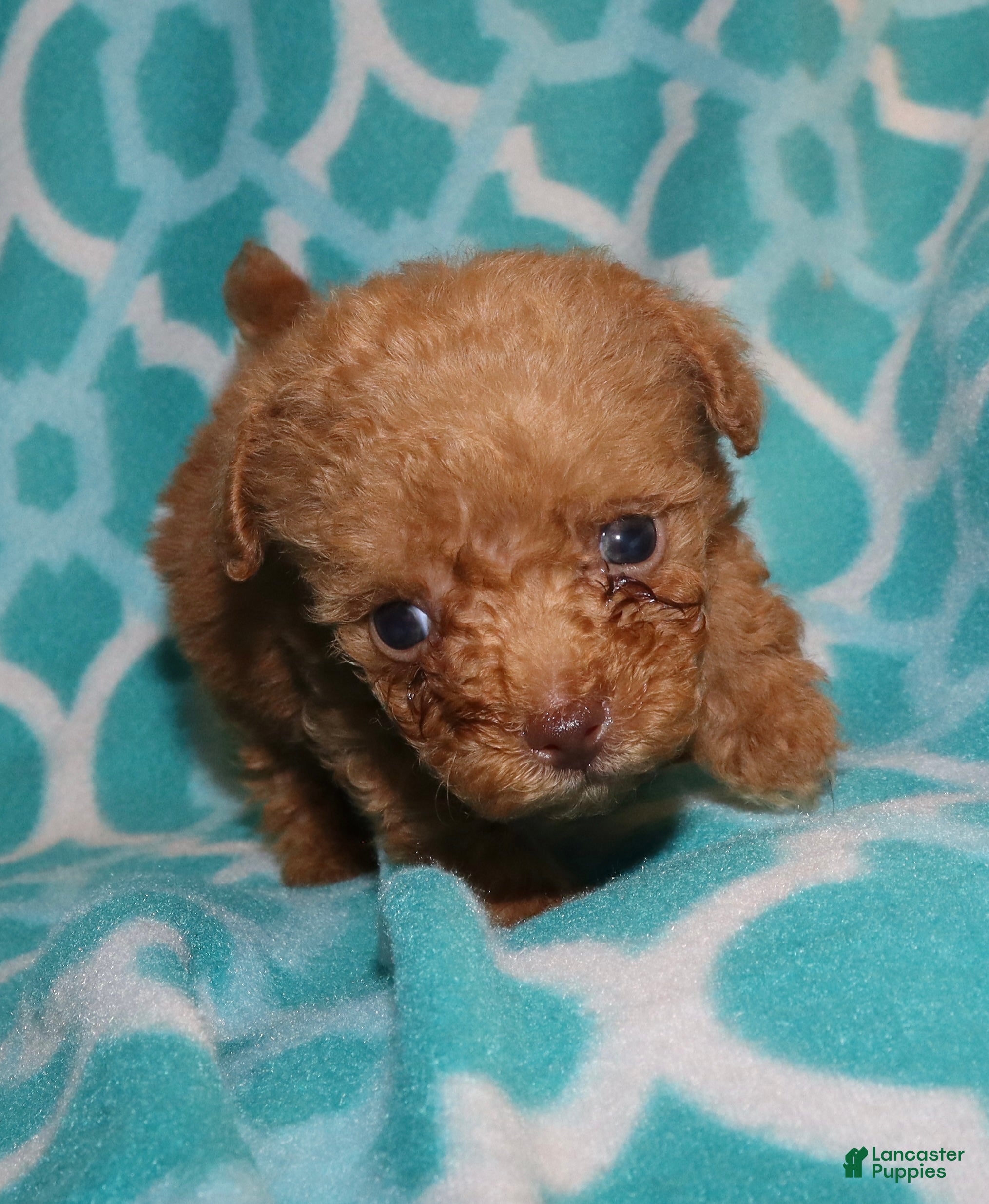 Toy Poodle dogs for sale: Double T Summer’s apricot male - Ad 15