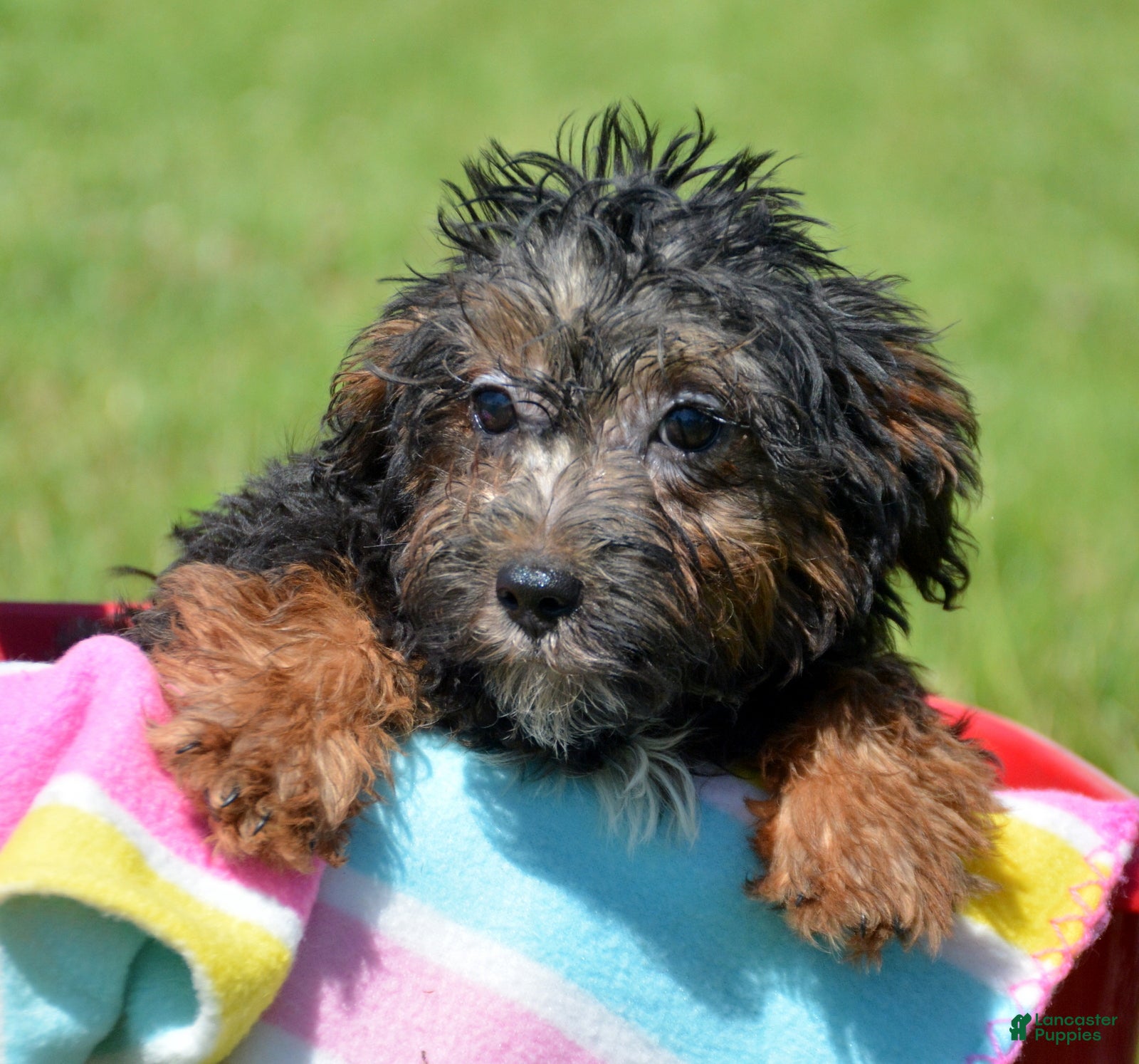 Yorkiepoo dogs Yorkiepoo Patrick - Ad 22