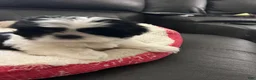Shih Tzu dogs for sale: Shih Tzu Puppy 6 - Ad 4