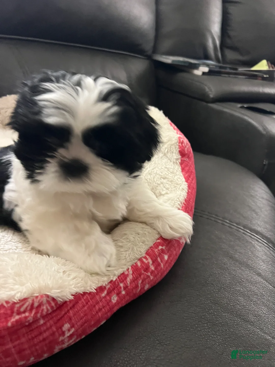Shih Tzu dogs for sale: Shih Tzu Puppy 6 - Ad 4