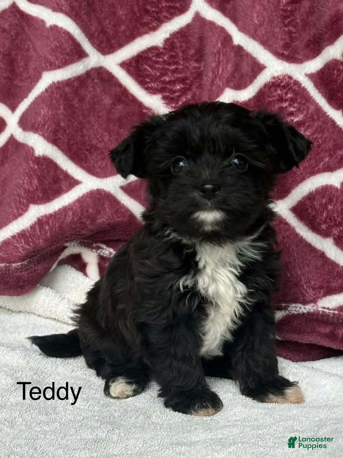Yochon dogs Teddy - Ad 1