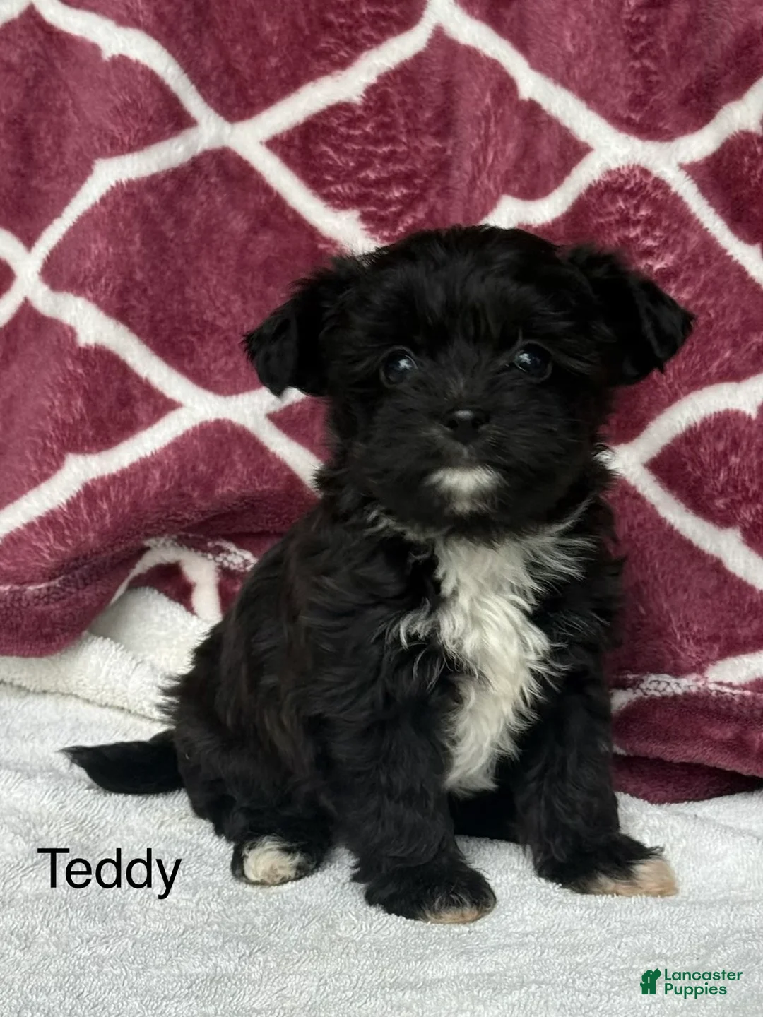 Yochon dogs for sale: Teddy - Ad 1