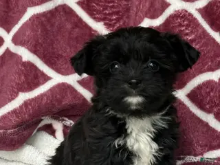 Yochon dogs for sale: Teddy - Ad 1