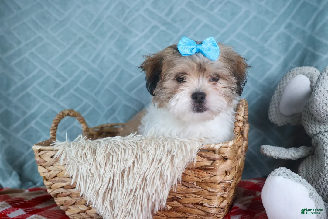 Teddy Bear dogs for sale: GIGI - Ad 5