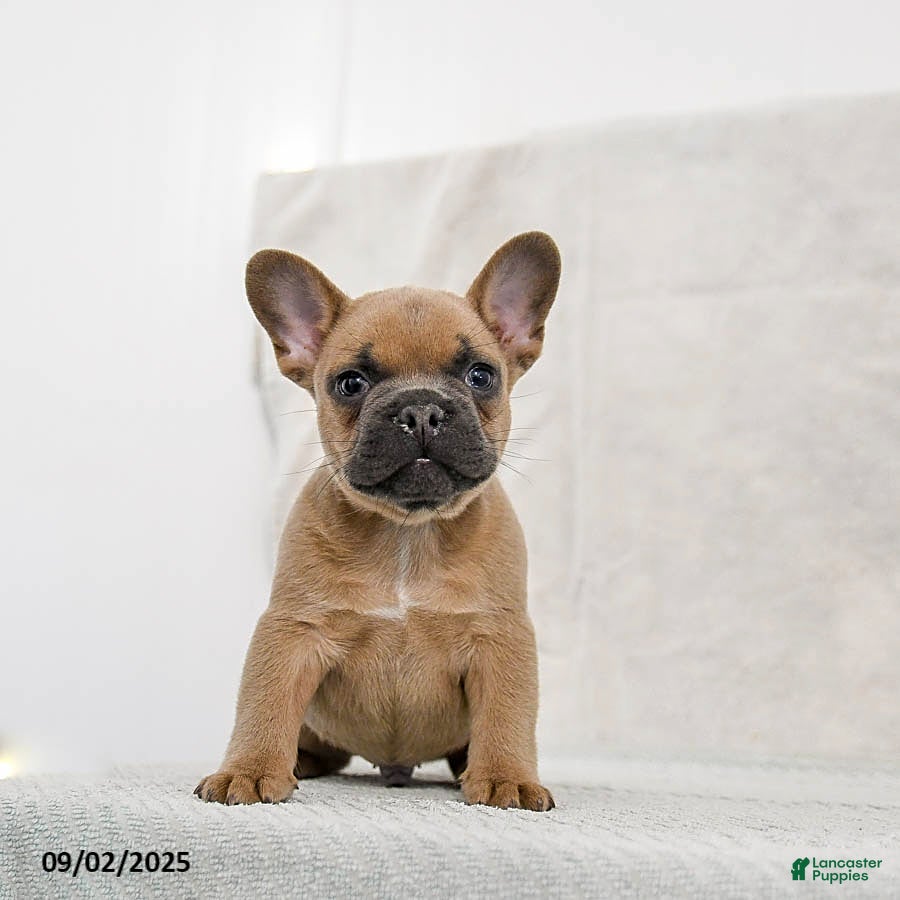 Special French Bulldog Puppies for sale Lancaster Puppies