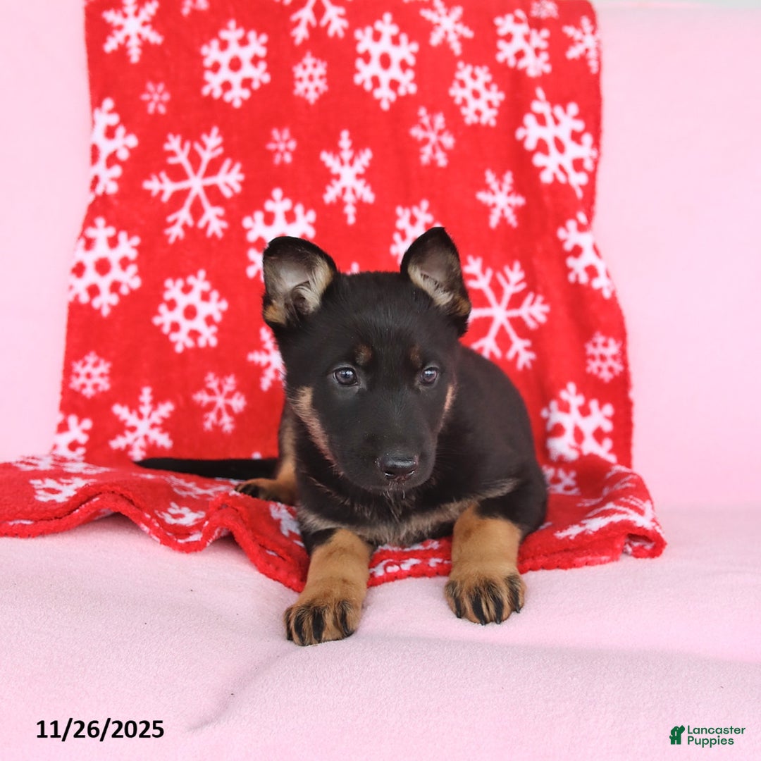 German Shepherd dogs for sale: Chloe - Ad 2