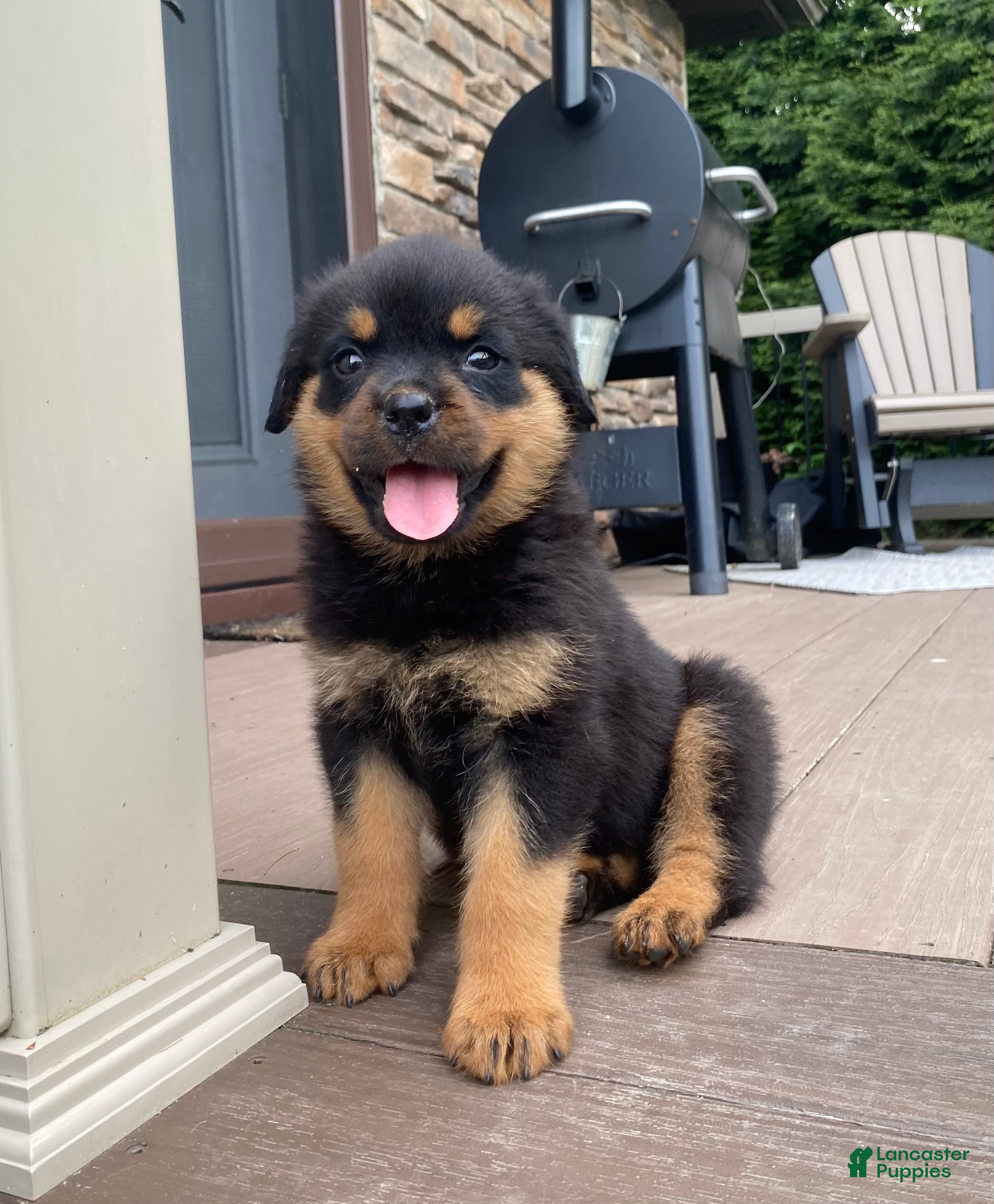 Rottweiler dogs Lulu - Ad 2