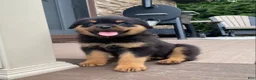 Rottweiler dogs for sale: Lulu - Ad 2