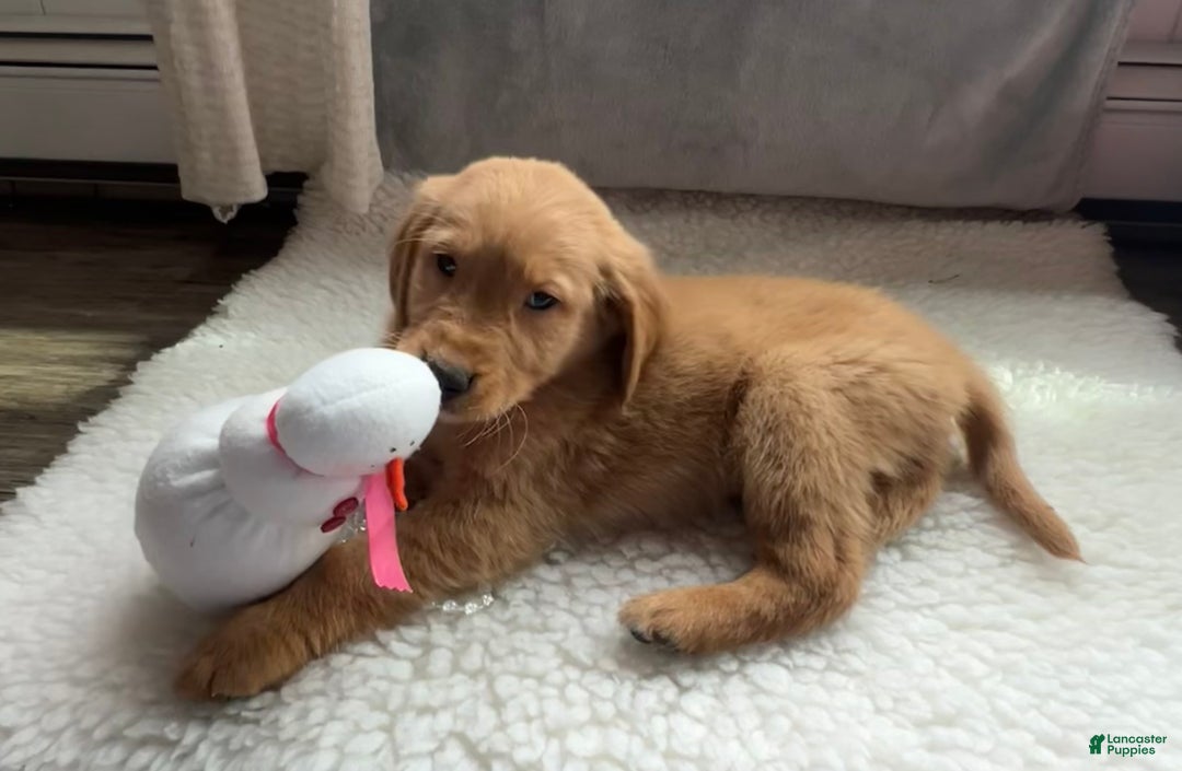 Golden Retriever dogs for sale: Max - Ad 6