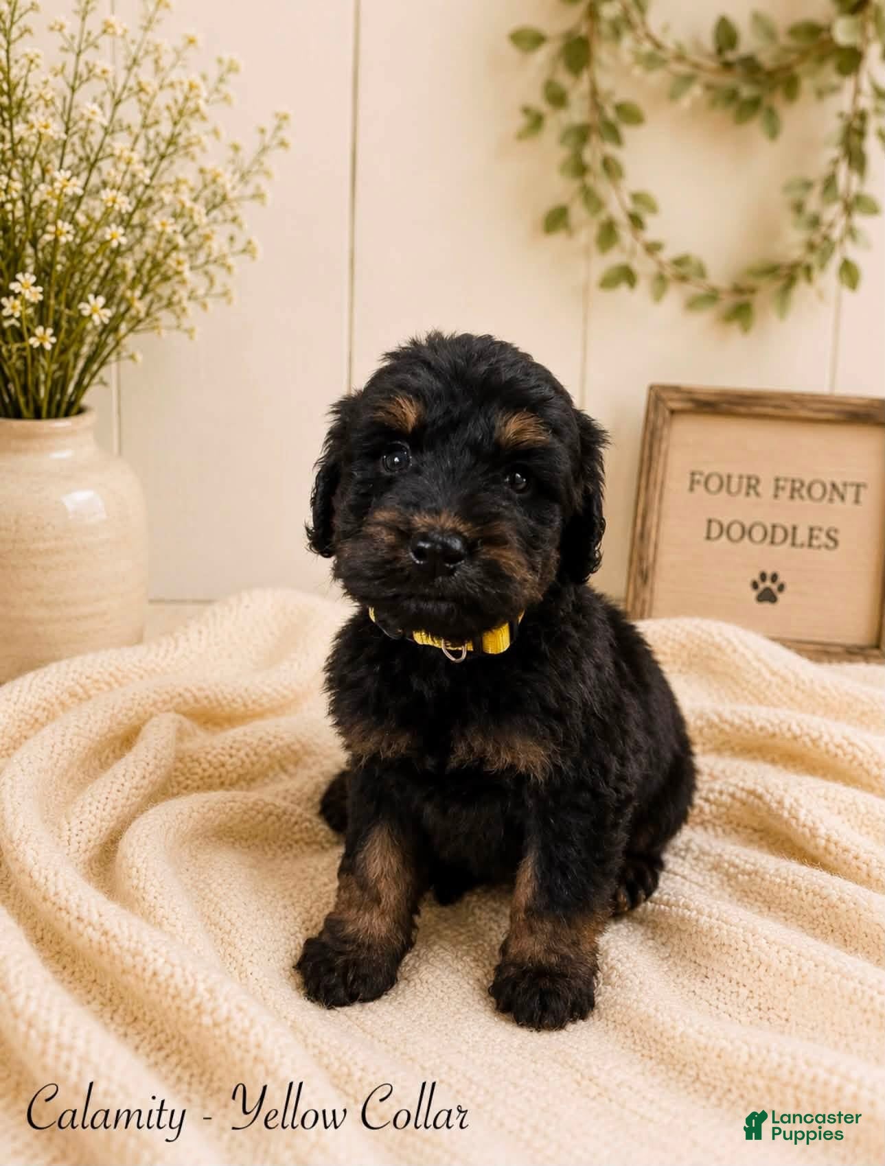 Bernedoodle dogs Bernedoodle 6 - Ad 1