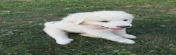 Great Pyrenees dogs for sale: Rosalee - Ad 5