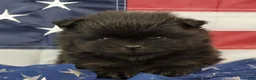 Pomeranian dogs for sale: Gage - Ad 6