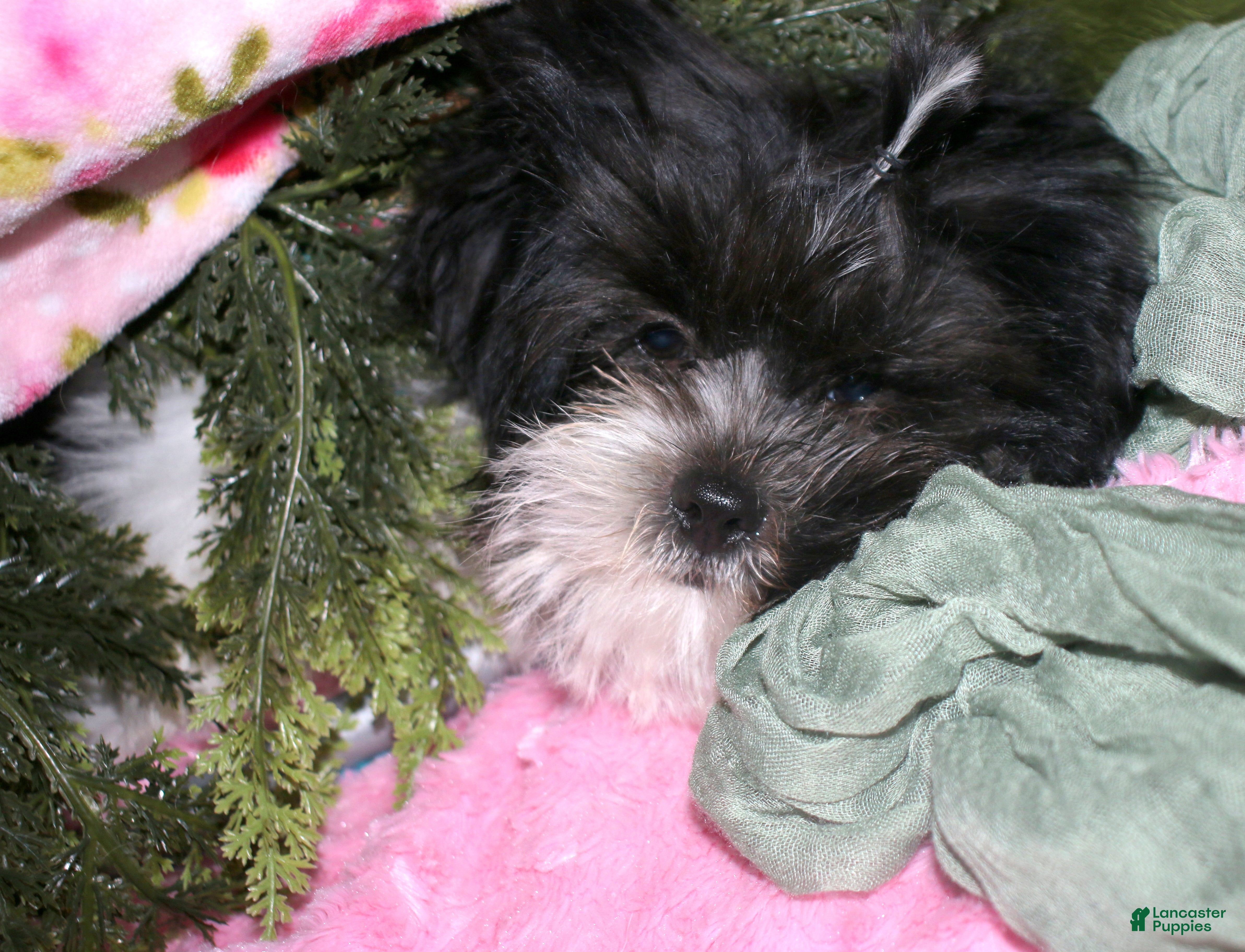 Shihpoo dogs Weston - Ad 2