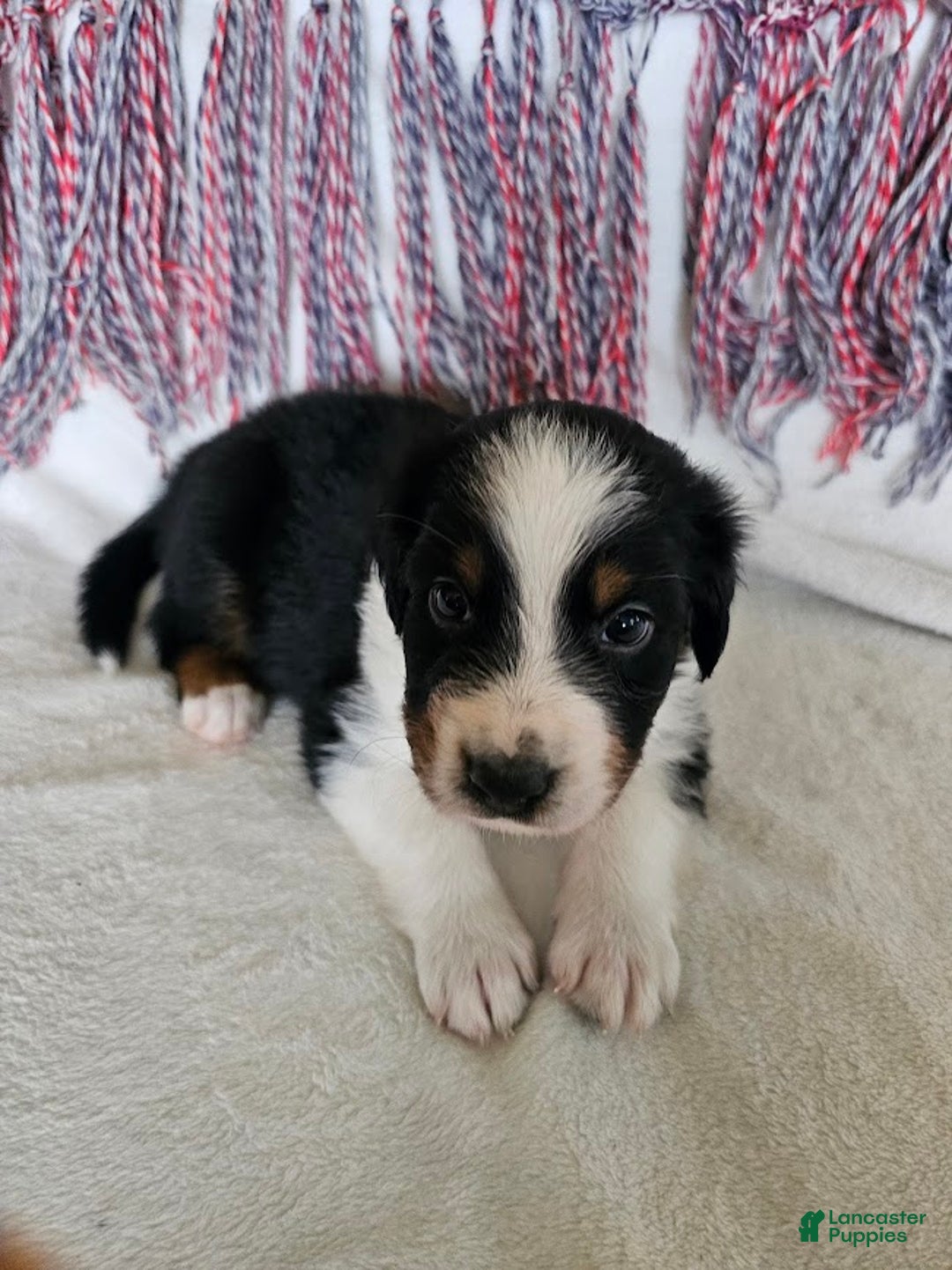 Australian Shepherd dogs for sale: Colonel Mustard - Ad 1