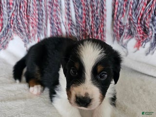 Australian Shepherd dogs Colonel Mustard - Ad 4