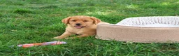 Labrador Retriever dogs for sale: Cristina - Ad 6
